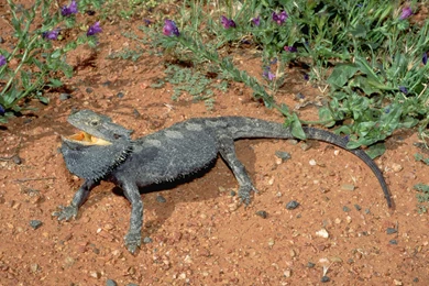 Bearded Dragon Computer Wallpapers, Desktop Backgrounds ...