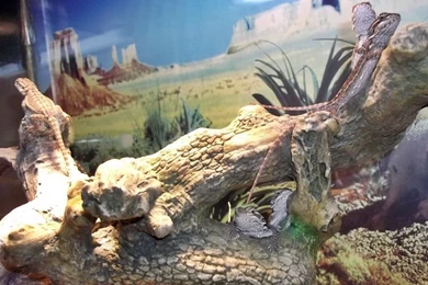 One Month Old Hatchlings   Bearded Dragons Wallpapers (31758650 ...