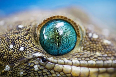 Cute Bearded Dragon   Wallpaper.