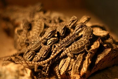 Bearded Dragon And Baby By IsXack bassist On DeviantArt