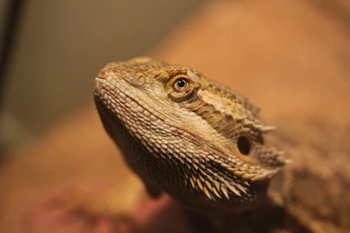Bearded Dragon By Insanitystudz On DeviantArt