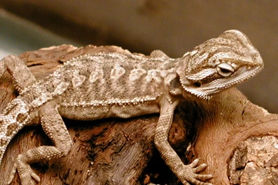 Set Of Bearded Dragon Pictures . Image Gallery On Animal Picture ...