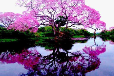 Nice Free Wallpapers