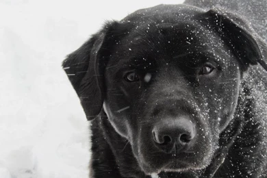 Lab In The Snow By Black Labrador On Deviantart