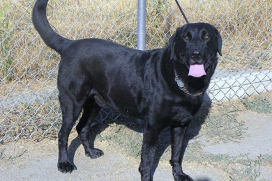 Animals: Black Labrador Dog