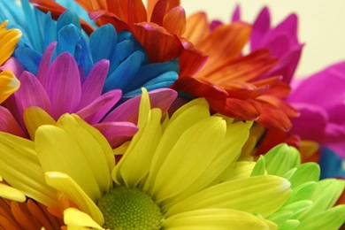 Bright Colored Flowers Wallpapers