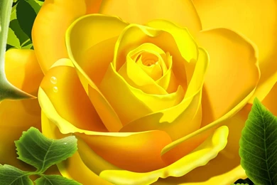 Wallpapers: Rose Desktop Wallpapers And Backgrounds