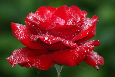 Red Rose Wallpapers For Desktop And This Red Rose Make Beautiful ...