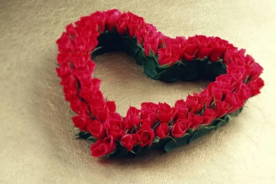 Images Rose Flowers   HD Wallpapers Lovely