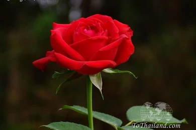 Wallpapers Desktop [2]   Thumbgal