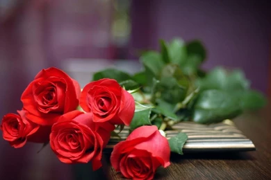 Desktop Red Rose Wallpapers HD   CuteWallpaper.org