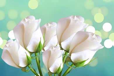 White Rose HD Desktop Wallpapers.jpg