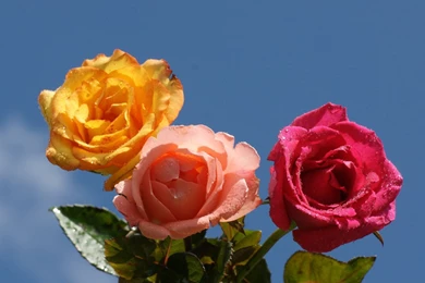 Colorful Rose Desktop Wallpaper, Colorful Rose Pictures