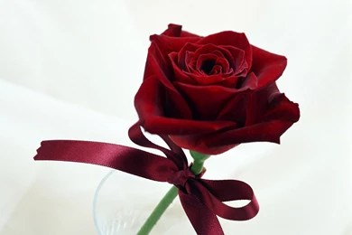 1600x1200 Fancy Rose Desktop PC And Mac Wallpapers