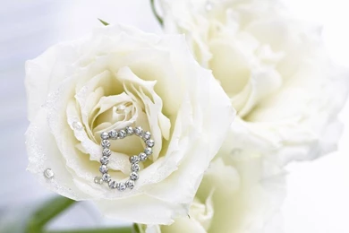 White Rose Wallpapers