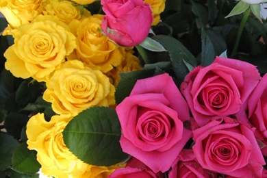 Yellow Rose Flower Wallpapers