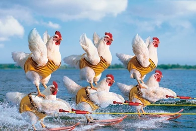 Download Wallpapers 1366x768 Competition, Chicken, Sea, Water ...