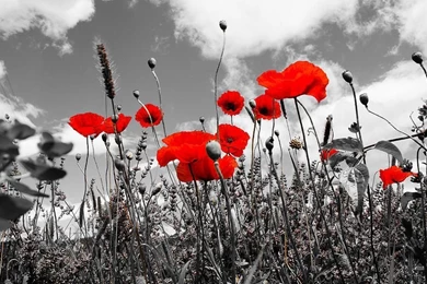 Red Poppies On Black And White Backgrounds By Dany Lison