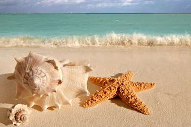 Télitáj Full HD Download Wallpapers