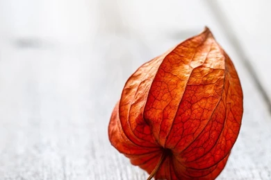 Fruit Seeds Full Hd 1920x1080 Wallpapers   Android Wallpapers Free ...