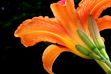 Tiger Lily HD Wallpapers, Tiger Lily Pictures Free, New Wallpapers