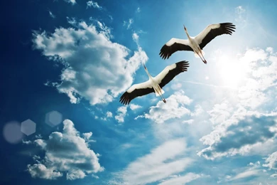 Hd Wallpapers Birds Flying 1920×1080 Wallpapers