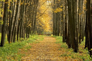 Nature Hd Wallpapers 1080P