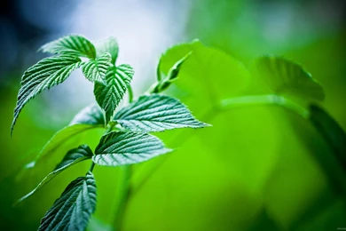 Hd Wallpapers Nature Spring Widescreen 2 Hd Wallpapers