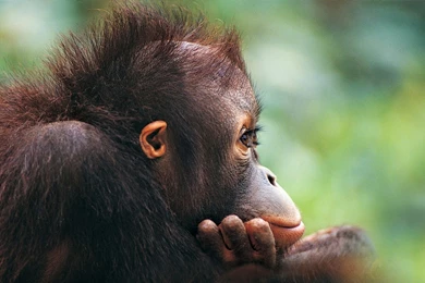 Funny Monkey HD Wallpaper, Funny Monkey Images, New Wallpapers