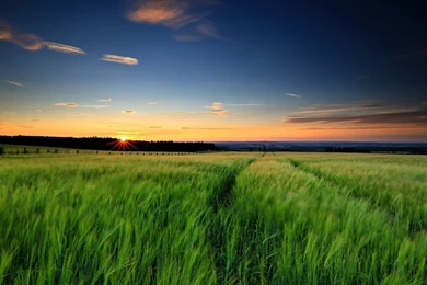 Nature Landscape, Green Grass, Wheat Fields, Sunset, Evening, Sky ...