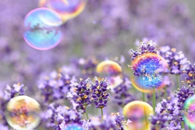 Colorful balloons above the field with flowers 2560x1024.jpg