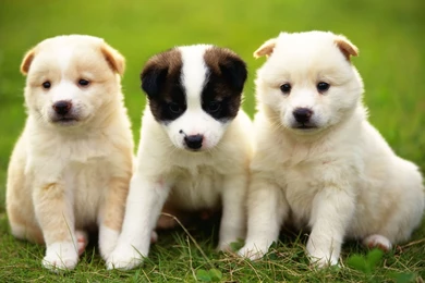 Puppies Wallpapers High Quality