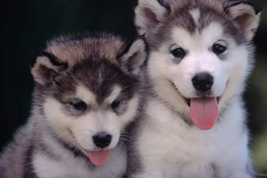 Alaskan Malamute Puppies HD Wallpaper.jpg