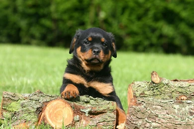 Top Rottweiler Puppy Animals Images For Pinterest