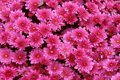 Flower Backgrounds Wallpapers Bd   Your HD Wallpapers