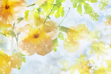 Top Yellow Flowers Hd Wallpaper Images For Pinterest