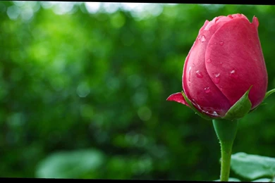 Hd Wallpapers Flowers Rose   4 Items