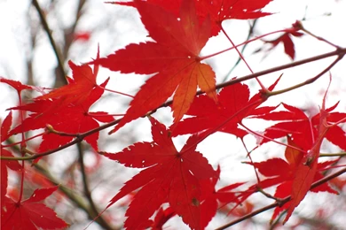 Top Autumn Canadian Maple Leaf Images For Pinterest