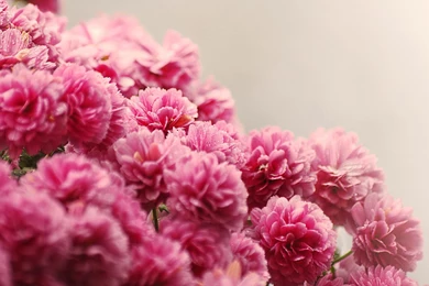 Flowers, Rose, Jar Glass, Pink, Yellow, Beauty, Photo, Hd Wallpapers