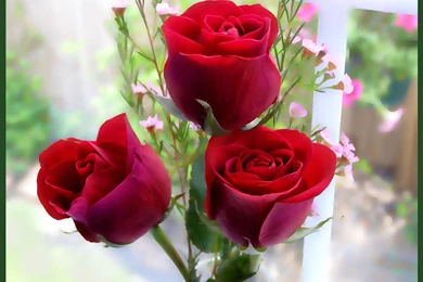 Top Garden Rose Flower Wallpaper Images For Pinterest