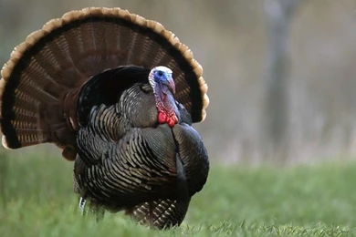 Turkey Desktop Wallpapers