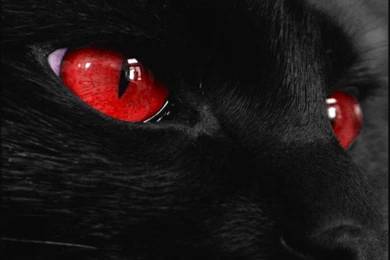 Black Wallpapers With A Cat With Red Eyes Your Top HD Wallpapers ...