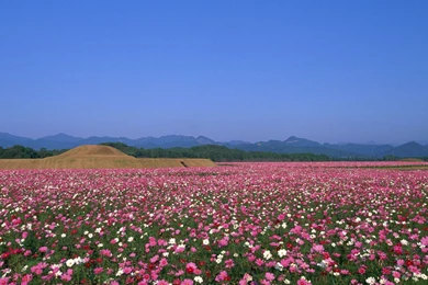 Wild, Flower, Wallpapers (