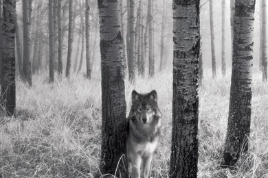 Desktop hd photos of wolf.jpg