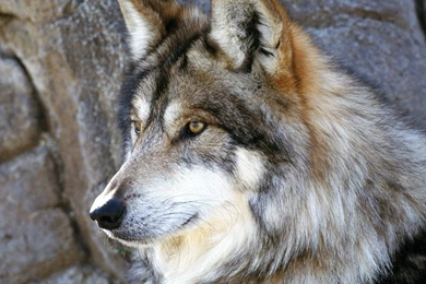 Wolf Image