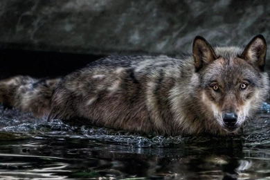 Download Wallpapers 1920x1080 Wolf, Water, Swim, Hunt, Look ...