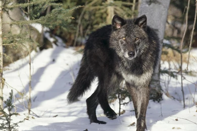 Black Wolf Wallpapers High Quality