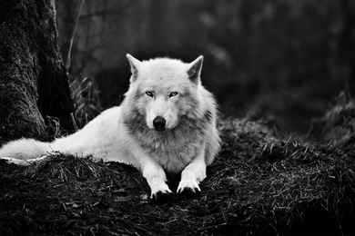 Wolf Wallpapers HD A8   Wallpapers