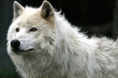 Page 3: Full HD 1080p Wolf Wallpapers HD, Desktop Backgrounds ...