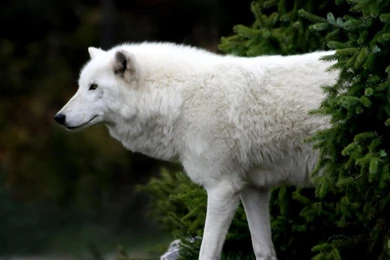 Top Wolf Desktop Wallpapers Hd 1080p Images For Pinterest